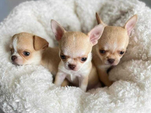 Cachorros Chihuahua Cabeza De Manzana Bonitos.
