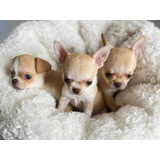 Cachorros Chihuahua Cabeza De Manzana Bonitos