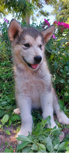 Cachorras Alaskan Malamute Inscritas Kcc