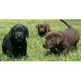 Cachorros Labrador Negro