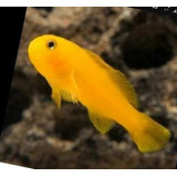 Peixe Marinho Goby Yellow Clown