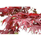 Sementes Acer Atropurpureum Japonês Palmatum Bonsai Árvore