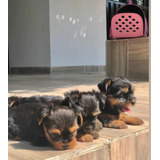 Hembras Yorkshire Terrier En Bucaramanga