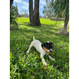 Cachorros Jack Russell