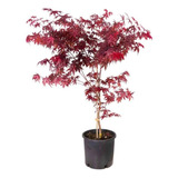 Acer Japonico Plantas