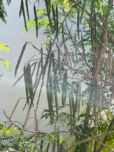 Semillas De Moringa Orgánicas