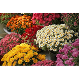 Oferta!! 30 Semillas Crisantemos Enanos, Mix Colores 