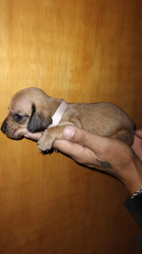 Cachorros Tamaño Kaninchen 