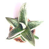 Muda Suculenta Gasteraloe Green Ice Aloe Gasteria Echeveria