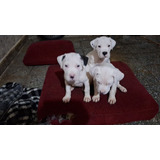 Dogo Argentino Cachorros; Machitos 