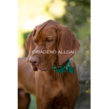 Vizsla Criadero Allgau - Servicio De Monta - San Isidro