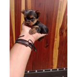 Perro Yorkie Biewer Cachorro En Venta Barranquilla Cartagena