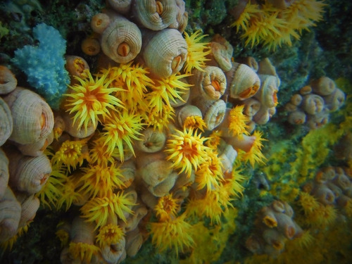 Coral Sol Para Acuario Marino