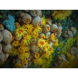 Coral Sol Para Acuario Marino