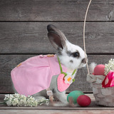 2 Juegos Lindo Vestido De Conejo Para Mascotas Pequeño Arnés