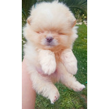 Pomerania Macho Cachorro Inscrito 