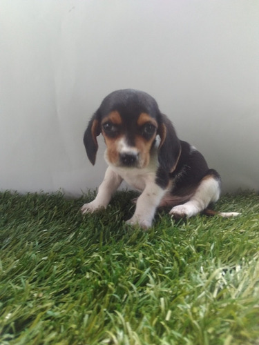 Cachorros Beagle Tricolor