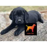 Hermoso Labrador 100% Puro Vacunado - Libreta C Cert Raza