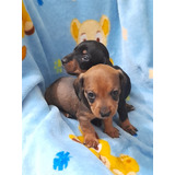  Dachshund Salchichas Kaninchen 