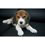 Cachorro Beagle Tricolor 01