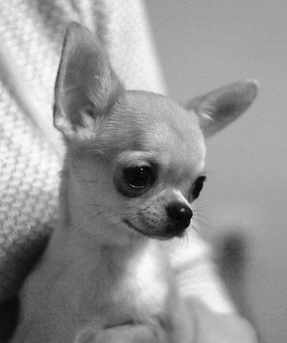Cachorro Chihuahua Blanco Cabeza De Manzana 012