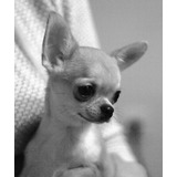 Cachorro Chihuahua Blanco Cabeza De Manzana 012