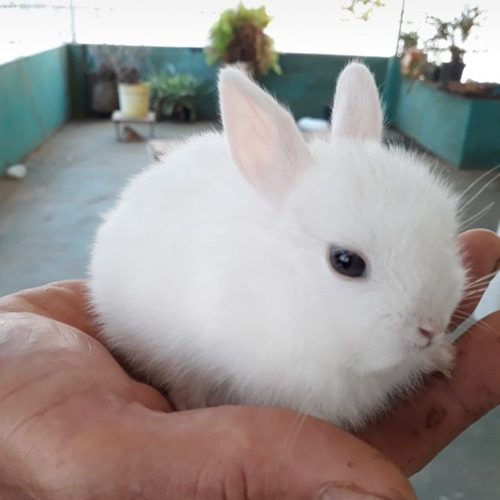 Mini Coelho Anao-netherland-retirar Belo Horizonte Viçosa Mg