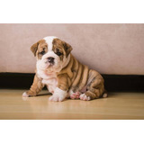 Cachorro Bulldog Ingles 001