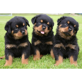 Cachorros Rottweiler Alemanes !!!