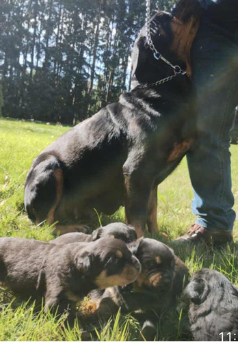 Cachorro Rottweiler