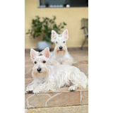 Lindos Filhotes De Scottish Terrier