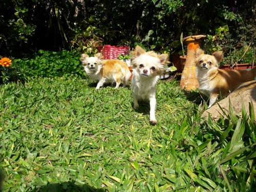 Chihuahua F.c.a Criadero La Shanna 