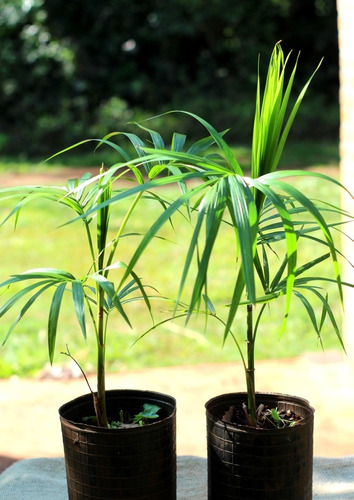 Planta Palmito (euterpe Edulis) Desde 50 Cm, 2 Años De Edad