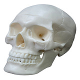 Modelo De Cráneo Humano De Tamaño 2 Réplicas De Calavera Hum