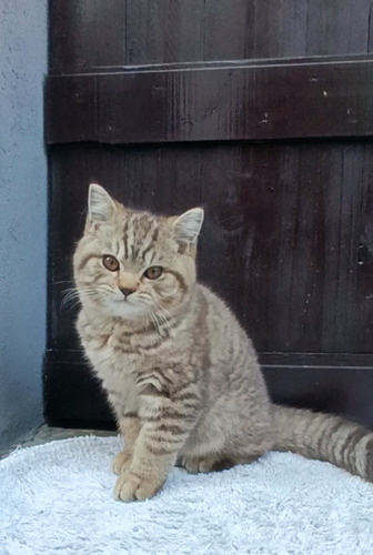 Filhote British Shorthair Macho Sp