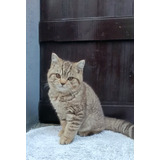 Filhote British Shorthair Macho Sp