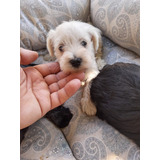 Adorable Schnauzer Miniatura Hembra Blanco Lidia Sico