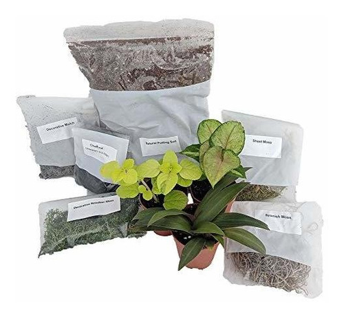 Terrario - Fairy Garden Kit Con 3 Plantas - Cree Su Propio T