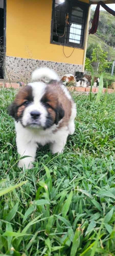 Cachorro Pastor Alemán