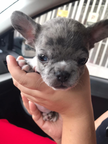 Bulldog Francés Cachorro Blue Merle