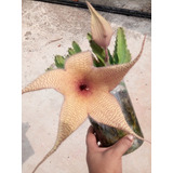 Stapelia Gigantea 