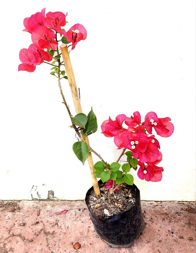 Planta Bugambilia Bougainvillea Pequeña Con Flores