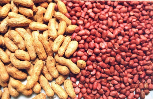 1000 Sementes De Amendoim Vermelho Para Plantio Promoçao2023