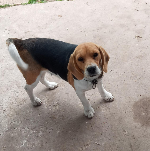 Beagle Pura De Un Año 