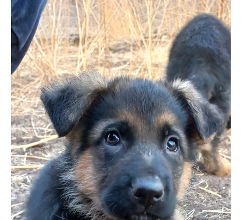 Cachorro Pastor Alemán Padres Inscritos Chilcoa Y Kcc