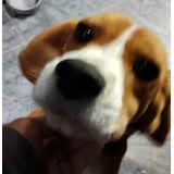 Beagle Tricolor Macho De 4 Años En Adopción 