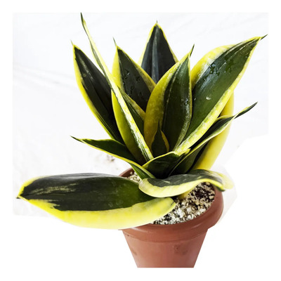 Planta Suculenta Sansevieria Hanii Lotus - Forma De Flor | Meses sin interés