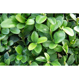 Plantas Cercos Vivos Buxus 3l