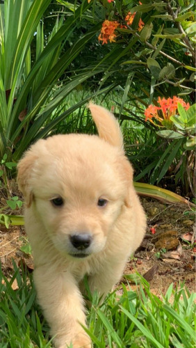 Venta Cachorros Golden Retriever Precio Medellin Cali Bogota