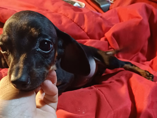 Salchicha Mini Cachorra Henbra 2 Meses